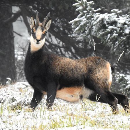 Farm Stay "Alpine Dreams" Solčava Εξωτερικό φωτογραφία
