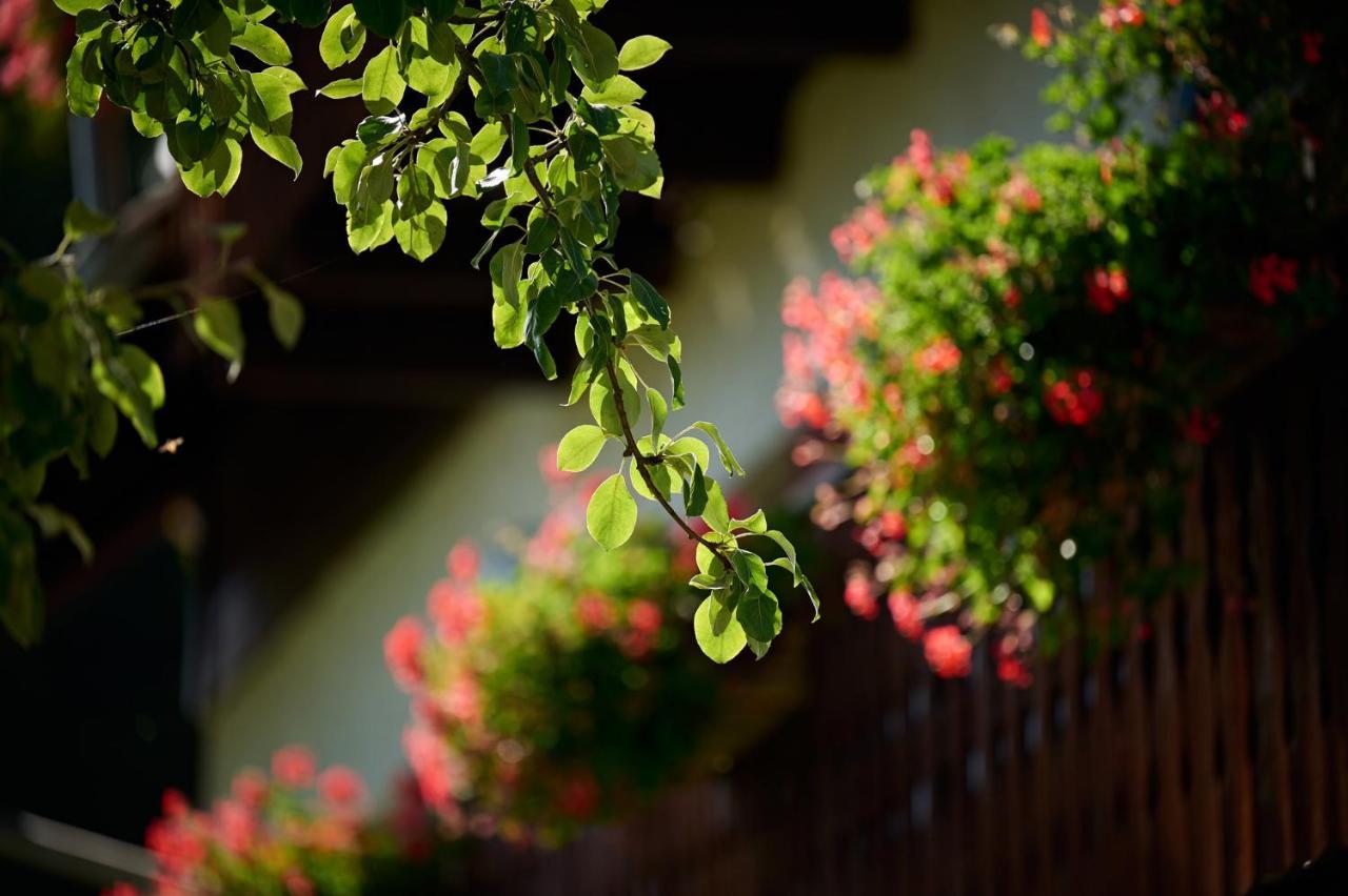 Farm Stay "Alpine Dreams" Solčava Εξωτερικό φωτογραφία